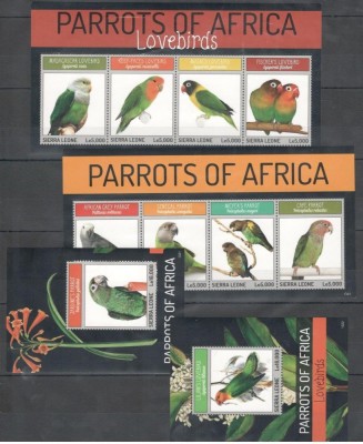 SIERRA LEONE 2013 PASARI PAPAGALI foto