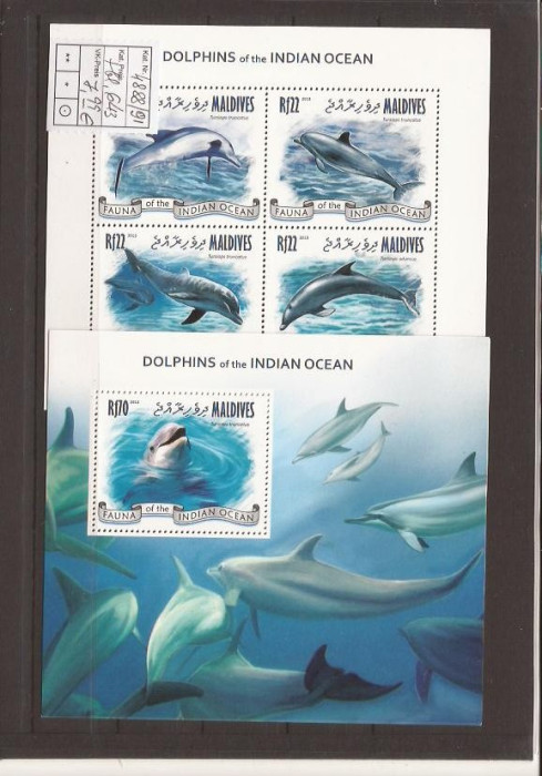 Maldives - dolphins de Indian ocean