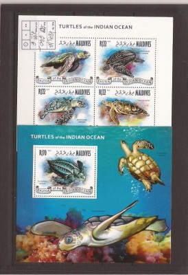 Maldives - sea turtles - Indian ocean foto