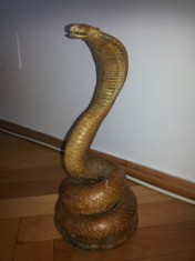 Cobra regala,reala ,conservata foto