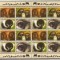 UNO Geneve - 2007 fauna - 561/64 klbg