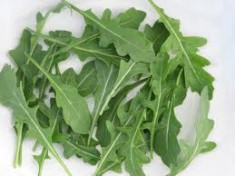 Seminte Rucola &amp;quot; coltivata &amp;quot; foto