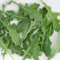 Seminte Rucola &quot; coltivata &quot;