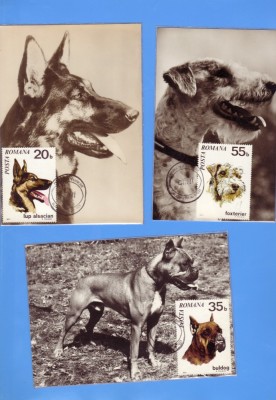 MAXIME ROMANIA CAINI 1971 5 BUC foto
