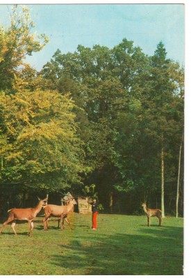 CPI (B6696) CARTE POSTALA - SIMERIA. PARCUL DENDROLOGIC, CAPRIOARE foto