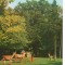 CPI (B6696) CARTE POSTALA - SIMERIA. PARCUL DENDROLOGIC, CAPRIOARE
