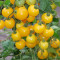 Seminte rosii &quot; Currant Gold Rush &quot;