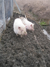 vand porci vietnamezi foto