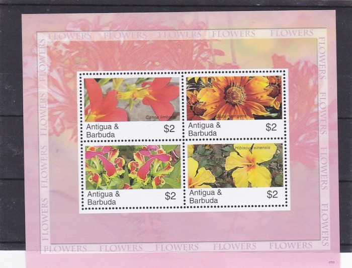 Flora ,orhidee,Barbuda.