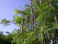Seminte Moringa Oleifera foto