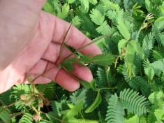 Seminte mimosa pudica (mimoza) planta miscatoare 40 buc. foto
