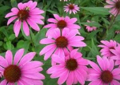 Echinacea purpurea Prairie Splendor Deep Rose ? echinaceea roz foto