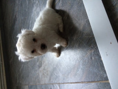 Bichon maltez foto