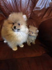 Pui Pomeranian foto