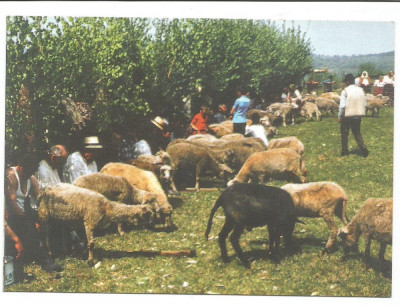 @ carte postala-GAUDEAMUS-MARAMURES-Sambra oilor-Obicei popular foto