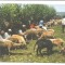 @ carte postala-GAUDEAMUS-MARAMURES-Sambra oilor-Obicei popular
