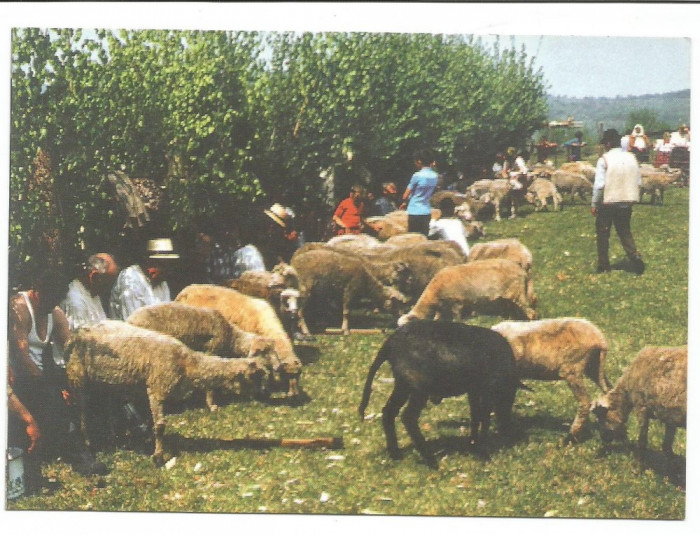 @ carte postala-GAUDEAMUS-MARAMURES-Sambra oilor-Obicei popular