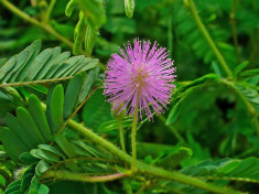 Vand Mimosa Pudica - Planta miscatoare - Cel mai mic pret! foto