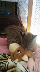 Pisica de lux - Bobcat (Serval) foto