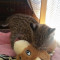 Pisica de lux - Bobcat (Serval)