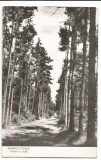 @ carte postala (ilustrata)-RAMNICU VALCEA-Aleea cu brazi