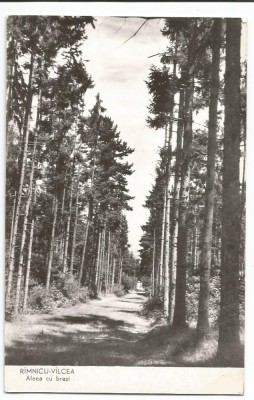 @ carte postala (ilustrata)-RAMNICU VALCEA-Aleea cu brazi foto