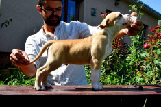 Pui AmStaff de exceptie foto