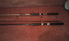 LANSETE GERMINA foto