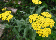 Achillea Safran &amp;amp;ndash; coada soricelului portocalie foto