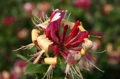 Lonicera heckr. &amp;#039;American Beauty&amp;#039; - Mana Maicii Domnului foto