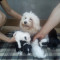 Vand Bichon Maltez