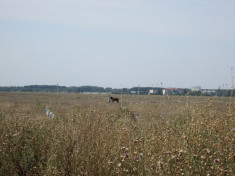 Teren 4000 m.p., Buftea foto