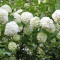 Viburnum opulus ?Roseum? - bulgaras de zapada, Boules de neige