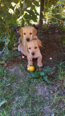 labrador retriever foto