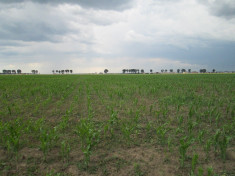 Teren agricol 5,000 mp in Clinceni, Ilfov foto