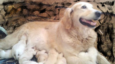 Vand Caini Golden Retriever foto