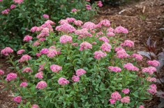 Spiraea bumalda ? cununita rosie foto