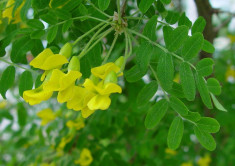 Caragana arborescens ? Caragana, Arborele-mazare siberian foto