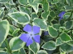 Vinca major variegata - saschiu foto