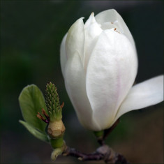 Magnolia soul. Alba Superba ? magnolia alba foto