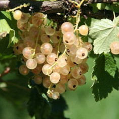 Ribes rubrum Blanka ? coacaz alb foto