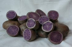 Cartofii mov Blue Congo foto