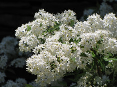 Deutzia Lemoinei ? deutia lemoinei foto