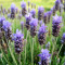 1000 Seminte Lavanda Angustifolia + 100 Seminte Paulownia Tomentosa