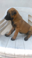 Femele ciobanesc belgian malinois foto