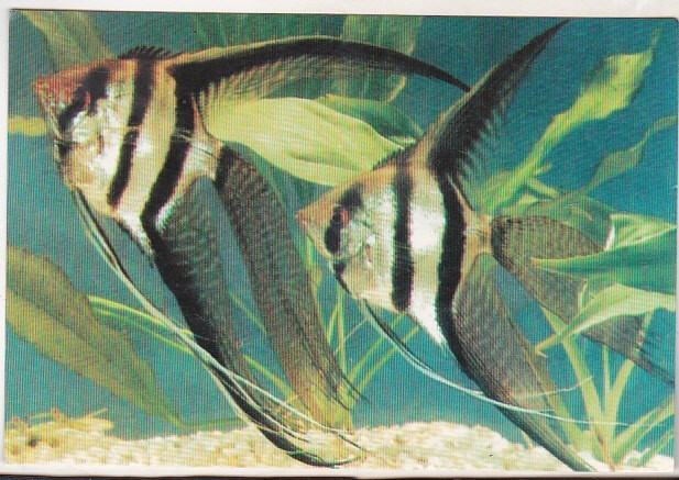 bnk cp Constanta - Acvariul Constanta - Pterophyllum scalare - necirculata