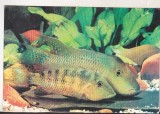 bnk cp Constanta - Acvariul Constanta - Herotilapia Multispinosa - necirculata