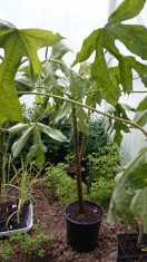 Babaco (Carica pentagona) - Papaya de munte - ghiveci 3L foto