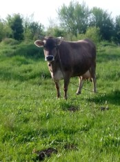 VACA BRUNA DE MARAMURES foto