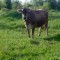 VACA BRUNA DE MARAMURES